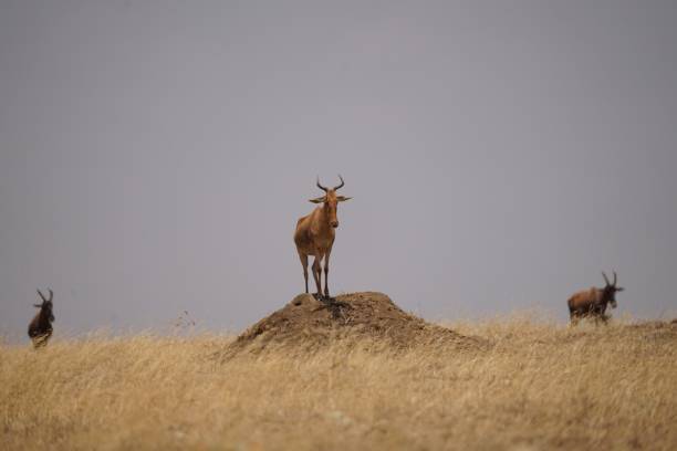 istock african wildlife, hartebeests, antelopes 1939910349