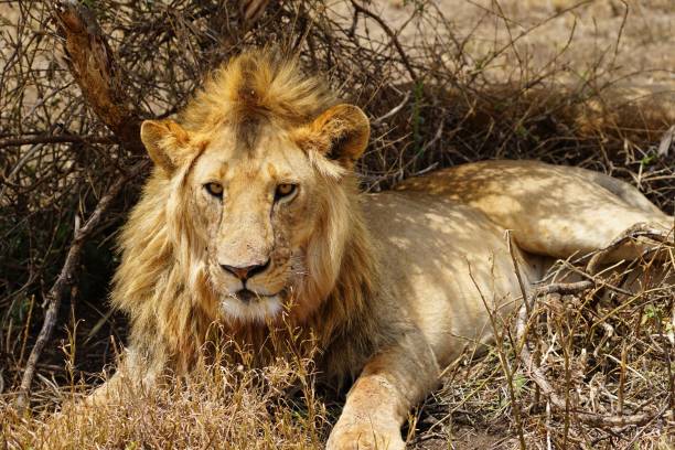 istock african wildlife, male lion 1939910403