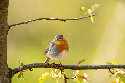 A robin is illuminated by the sun.