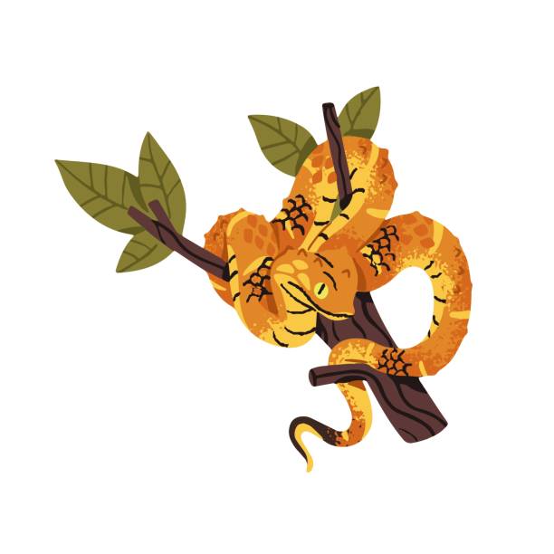 Green bush or leaf viper rests on tree branch. Exotic yellow snake with horns on head. Tropical venomous serpent. African rainforest animal. Flat isolated vector illustration on white background Green bush or leaf viper rests on tree branch. Exotic yellow snake with horns on head. Tropical venomous serpent. African rainforest animal. Flat isolated vector illustration on white background. african bush viper venomous snake stock illustrations