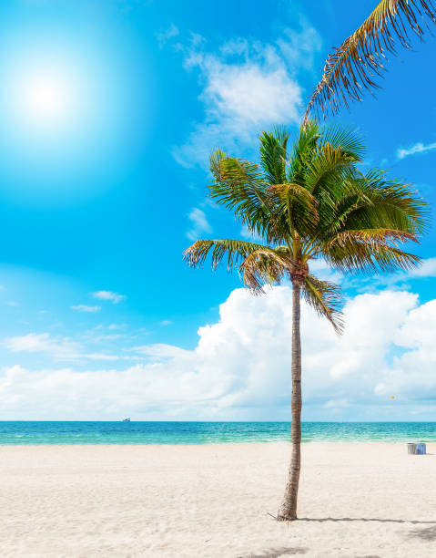 stunning beach with palm trees in Sanibel Island Florida