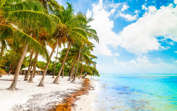 istock Bois Jolan beach in Guadeloupe 1939918663