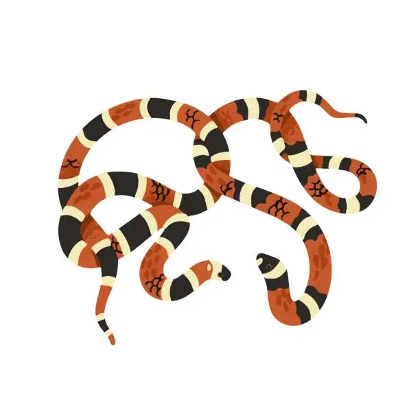 Vector illustration of Scarlet kingsnake with striped scale. Milk snake or venomous coral viper, American cobra. Exotic serpent, tropical animal. Forest fauna, terrarium pet. Flat isolated vector illustration on white