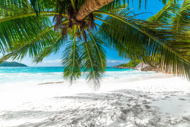 istock Palm tree by the sea in Anse Lazio beach 1939919204