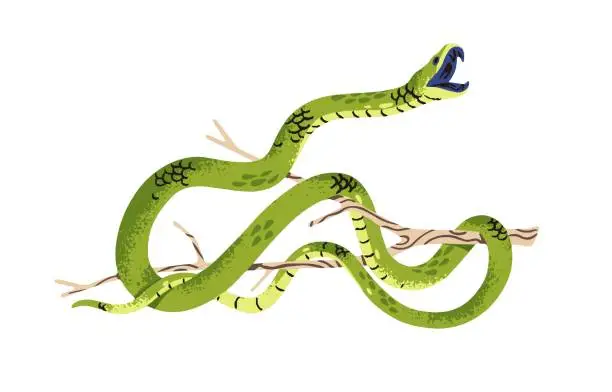 Vector illustration of Western green mamba attacks. Venomous slender snake on tree branch. Dangerous exotic serpent with open mouth. Tropical reptile of African rainforest. Flat isolated vector illustration on white