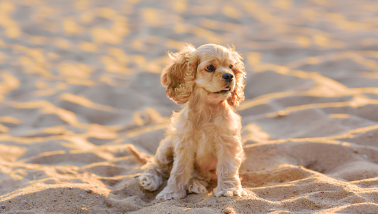 A Cocker Spaniel puppy requiring attention and care sits on the sand and looks away. A dog is a friend of a person. Taking care of a pet. Accessories for animals.