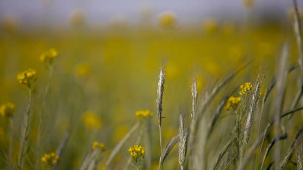 a grass weed in the uzbek village