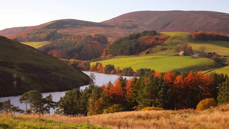 View across a valley with a lake and farmland in the Scottish Highlands in fall, autumn. Grazing sheep on a pasture. Warm colours and vibrant foliage.