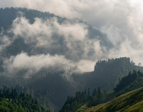 The image captures the serene beauty of mist-covered mountains amidst a lush forest under a cloudy sky.