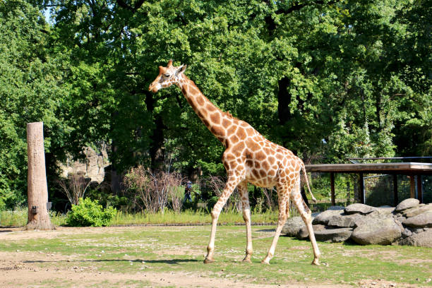 Giraffe in Zoological Garden in Berlin