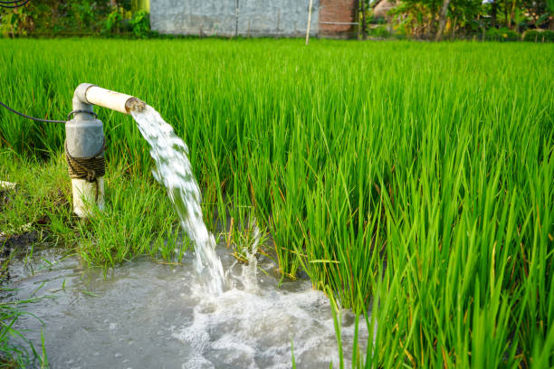 istock Irrigation of rice fields using pump wells with the technique of pumping water from the ground to flow into the rice fields. The pumping station where water is pumped from a irrigation canal system. 1939936284