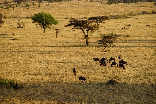 great migration, herd of wildebeests, antelopes, grassland