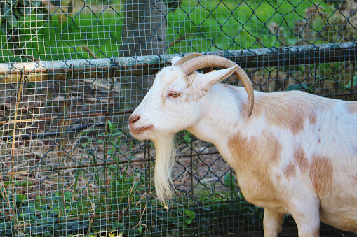 Closeup on goat on the farm.