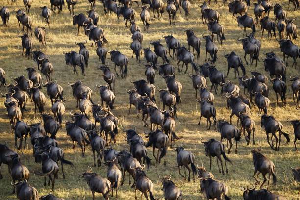 istock african wildlife, gnu antelopes, wildebeests, great migration 1939939679