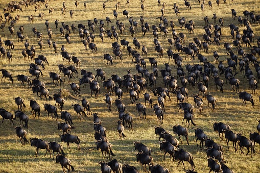 stampede of gnu wildebeest antelopes during great migration in savannah