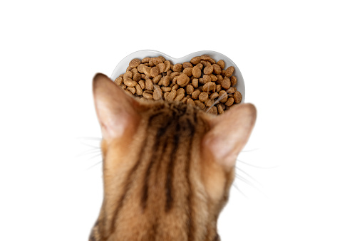 Dry cat food on a white background. Blurred cat head. View from above. Selective focus.
