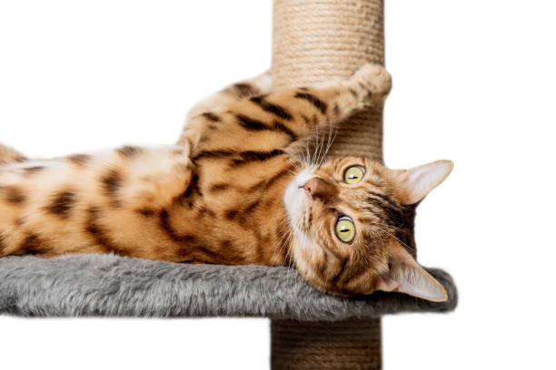istock Bengal cat on a scratching post on a white background. 1939941906