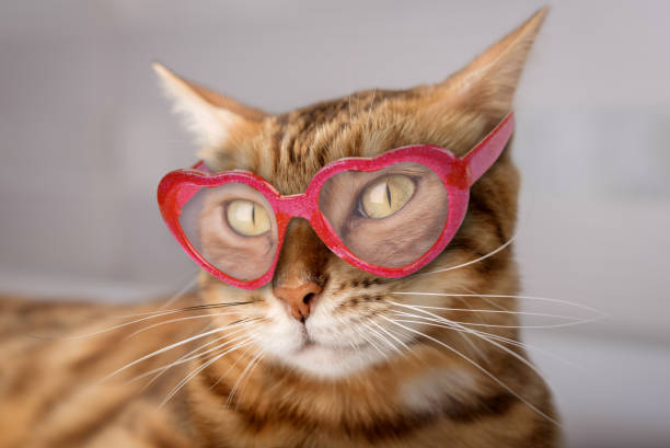 istock Beautiful charming Bengal cat wearing pink glasses. 1939941907