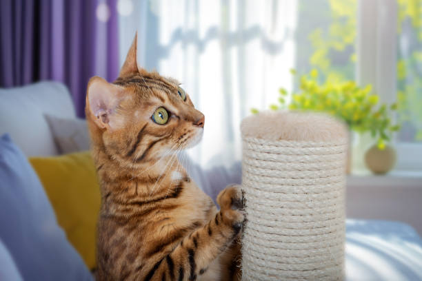 istock A Bengal cat rests on a scratching post in the living room. 1939942480