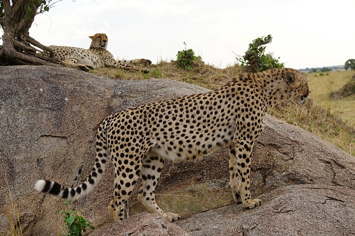 cheetah male in savannah, grass, rock close up, laying