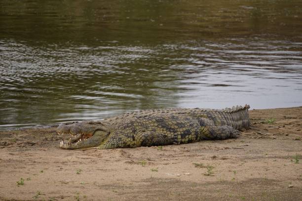 istock african wildlife, crocodile resting on shore, river 1939944269