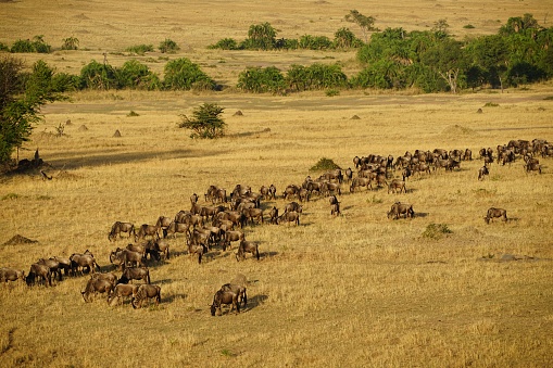 great migration, herd of wildebeests, antelopes, grassland