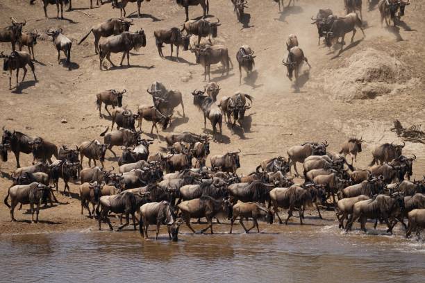 istock african wildlife, gnu antelopes, great migration, river crossing 1939946511
