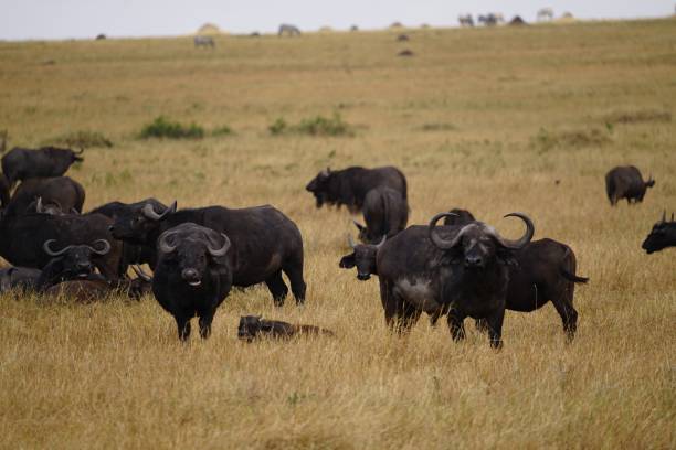 istock african wildlife, buffaloes 1939947084