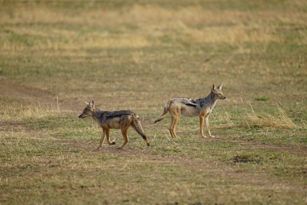 istock african wildlife, black-backed jackal, offspring, grass 1939947623