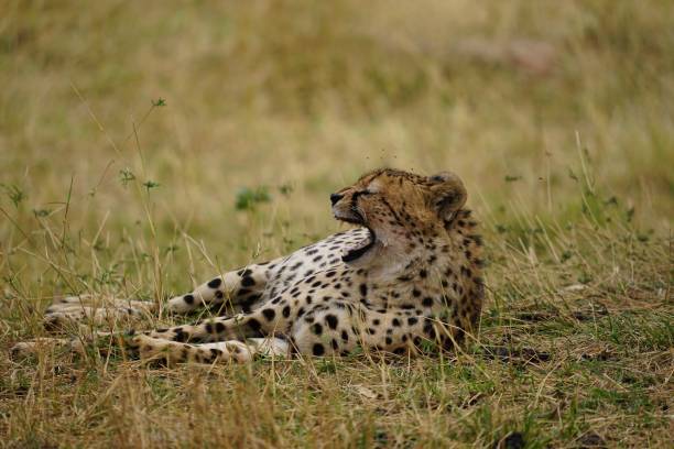 istock african wildlife, cheetah 1939947635