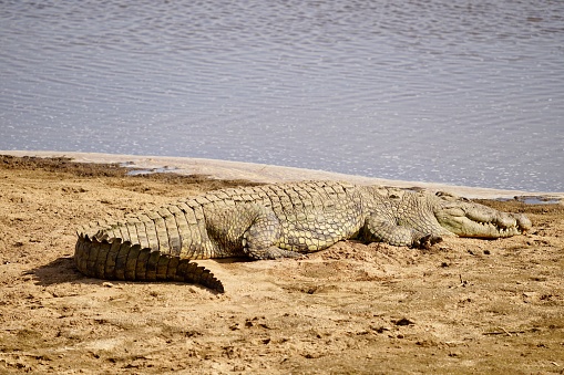 crocodile resting on shore, river
