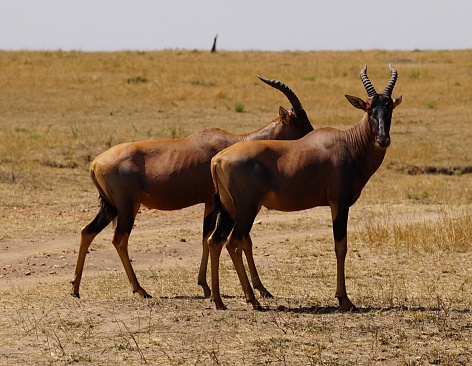 two antelopes in savannah, topi, hartebeest