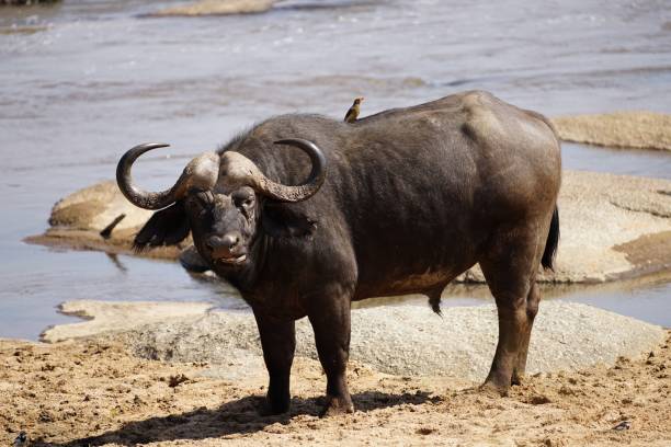 Close-up of an African buffalo