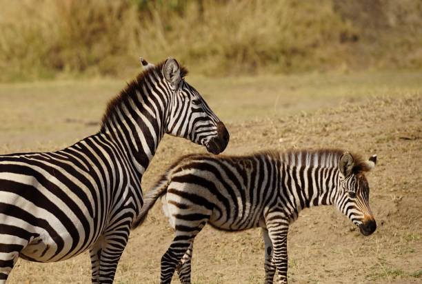 istock african wildlife, zebras on shore 1939948238