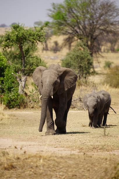 istock african wildlife, elephant, baby, offspring, savannah, grass 1939948266