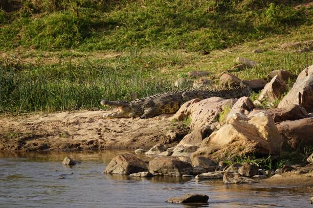 istock african wildlife, crocodile resting on shore, river 1939949402