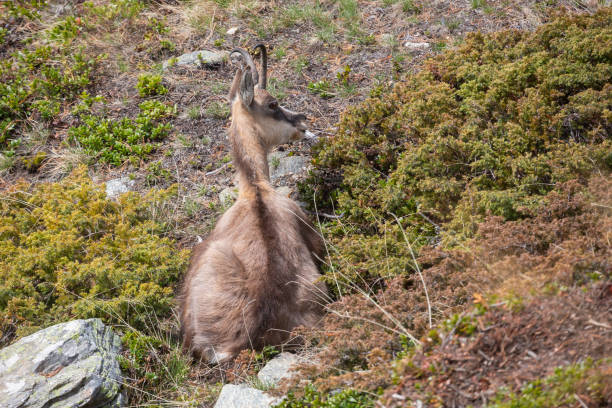 istock Chamois (Rupicapra rupicapra) at Gspon in Switzerland 1939953770