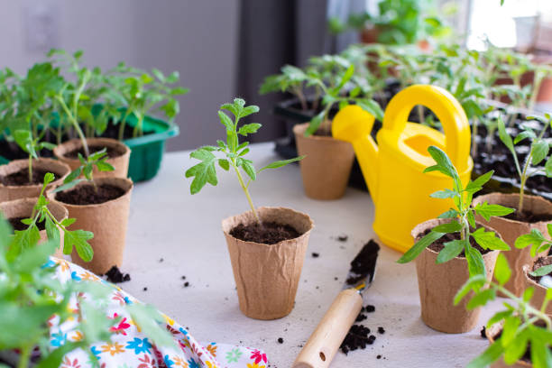 istock Transplanting seedlings, pricking out 1939956656
