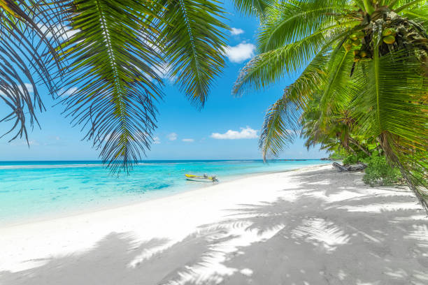 istock Wooden boat and palm trees in Anse Forbans beach 1939967773