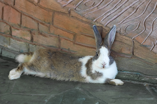 brown rabbit rest on the rock