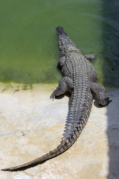 istock The crocodile is stay near the river 1939970585