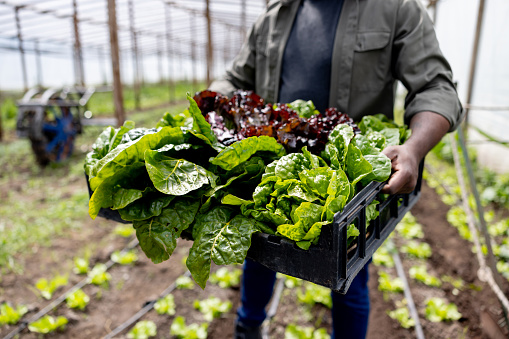 Close-up on a farmer carrying a basket of lettuce at a greenhouse - agricultural activity concepts