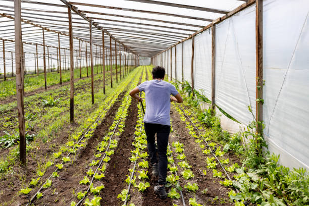 Rear view of a farmer plowing a field crop - agriculture concepts