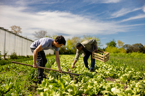 African American men harvesting a field of lettuce at a plantation - agricultural activity concepts