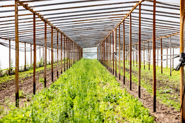 Field of lettuce in a greenhouse - agricultural activity concepts