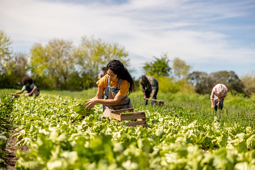 Latin American group of farm workers harvesting lettuce in a field at a plantation - agricultural activity concepts