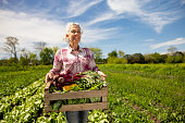 Happy woman harvesting organic vegetables at a community garden