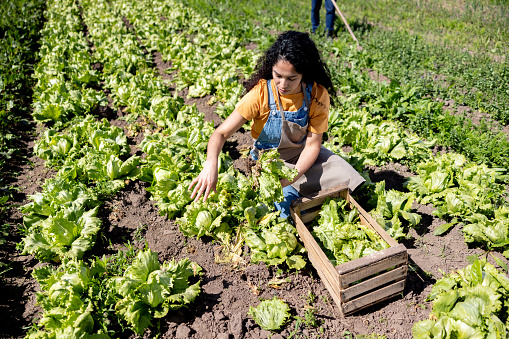 Latin American woman harvesting lettuce in a field at a plantation - agricultural activity concepts