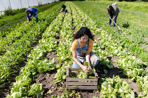 Group of Latin American farm workers harvesting organic vegetables at a plantation - agricultural activity concepts