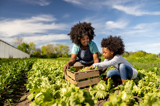 Happy African American mother teaching her daughter to harvest vegetables at a community garden - healthy lifestyle concepts